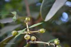 Psychotria dalzellii